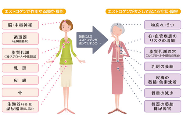 エストロゲンの働き