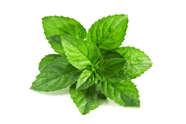 薄荷（ハッカ）