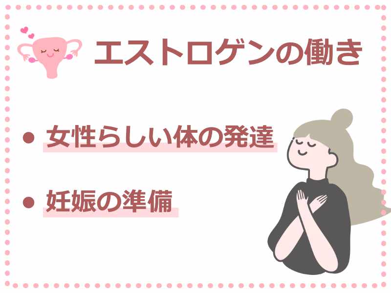エストロゲンの働き