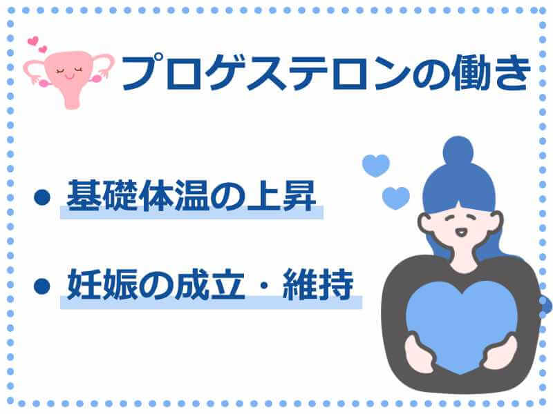 プロゲステロンの働き