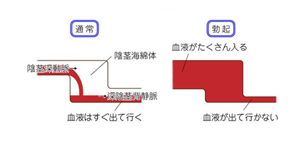 アバナフィルの作用機序