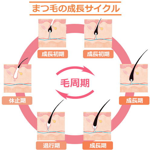 まつ毛の成長サイクル
